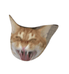 我が家の猫()（個別スタンプ：11）