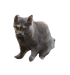 我が家の猫()（個別スタンプ：14）