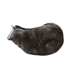 我が家の猫()（個別スタンプ：15）