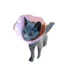 我が家の猫()（個別スタンプ：16）
