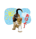 猫写真スタンプ（個別スタンプ：1）