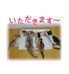 猫写真スタンプ（個別スタンプ：3）