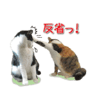 猫写真スタンプ（個別スタンプ：6）