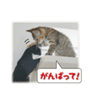 猫写真スタンプ（個別スタンプ：16）