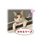 猫写真スタンプ（個別スタンプ：25）