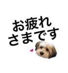 チワマル ぴかる♪5（個別スタンプ：3）