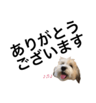 チワマル ぴかる♪5（個別スタンプ：9）