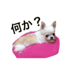 チビすたんぷ。（個別スタンプ：8）