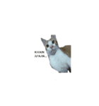 cat cute overload（個別スタンプ：1）