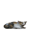 cat cute overload（個別スタンプ：2）