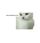 cat cute overload（個別スタンプ：3）