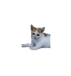 cat cute overload（個別スタンプ：6）