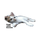 cat cute overload（個別スタンプ：8）