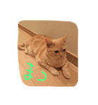 トロミン（猫）（個別スタンプ：1）
