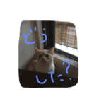 トロミン（猫）（個別スタンプ：2）