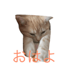 トロミン（猫）（個別スタンプ：6）