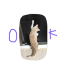 トロミン（猫）（個別スタンプ：8）