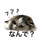 うちのわさび（個別スタンプ：5）