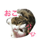 うちのわさび（個別スタンプ：6）