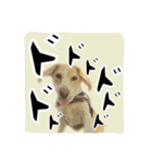 ビーグル犬ロコレイの日常使えるスタンプ2（個別スタンプ：18）