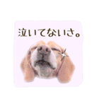 ビーグル犬ロコレイの日常使えるスタンプ2（個別スタンプ：32）