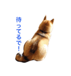 柴犬キバ蔵（個別スタンプ：14）