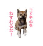 柴犬キバ蔵（個別スタンプ：15）