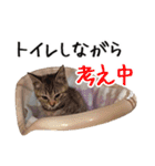 猫のきもち 2（個別スタンプ：10）