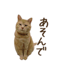 猫のきもち 2（個別スタンプ：12）