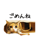 猫のきもち 2（個別スタンプ：21）