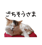 猫のきもち 2（個別スタンプ：29）