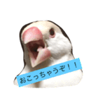 クリーム文鳥の戯言（個別スタンプ：1）