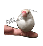 クリーム文鳥の戯言（個別スタンプ：2）