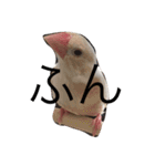 クリーム文鳥の戯言（個別スタンプ：3）