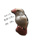 クリーム文鳥の戯言（個別スタンプ：4）
