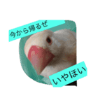 クリーム文鳥の戯言（個別スタンプ：5）