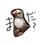 クリーム文鳥の戯言（個別スタンプ：7）