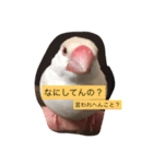 クリーム文鳥の戯言（個別スタンプ：8）