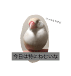 クリーム文鳥の戯言（個別スタンプ：9）