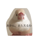 クリーム文鳥の戯言（個別スタンプ：10）