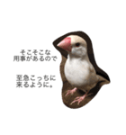 クリーム文鳥の戯言（個別スタンプ：11）