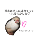 クリーム文鳥の戯言（個別スタンプ：12）