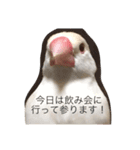 クリーム文鳥の戯言（個別スタンプ：13）