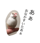クリーム文鳥の戯言（個別スタンプ：16）