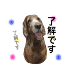 ＊My pet's pert 2＊（個別スタンプ：2）