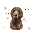 ＊My pet's pert 2＊（個別スタンプ：6）
