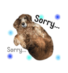 ＊My pet's pert 2＊（個別スタンプ：7）