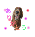 ＊My pet's pert 2＊（個別スタンプ：8）