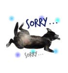 ＊My pet's pert 2＊（個別スタンプ：12）