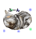 ＊My pet's pert 2＊（個別スタンプ：18）